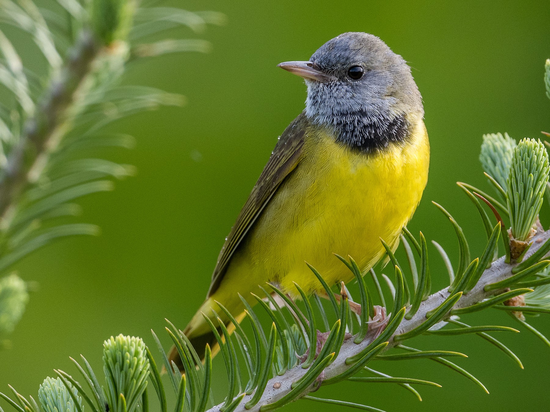 Mourning Warbler Female