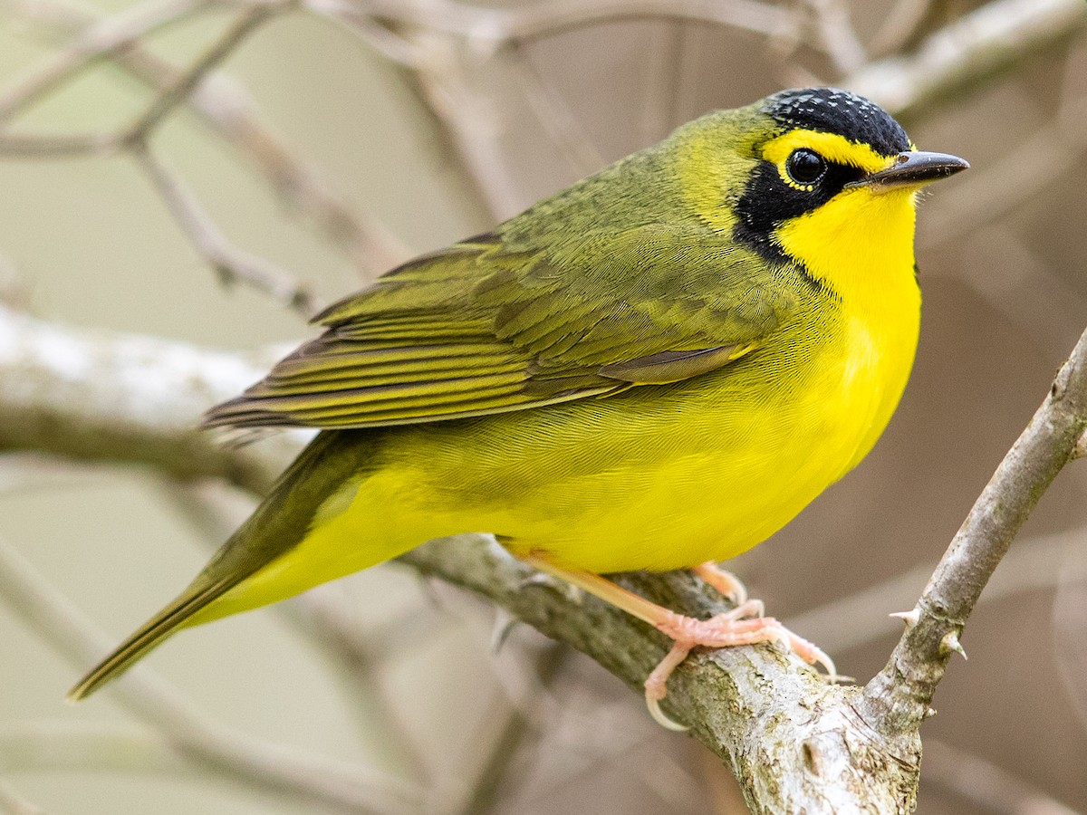 Arkansas Species Overview | BirdWise ID Quizzes