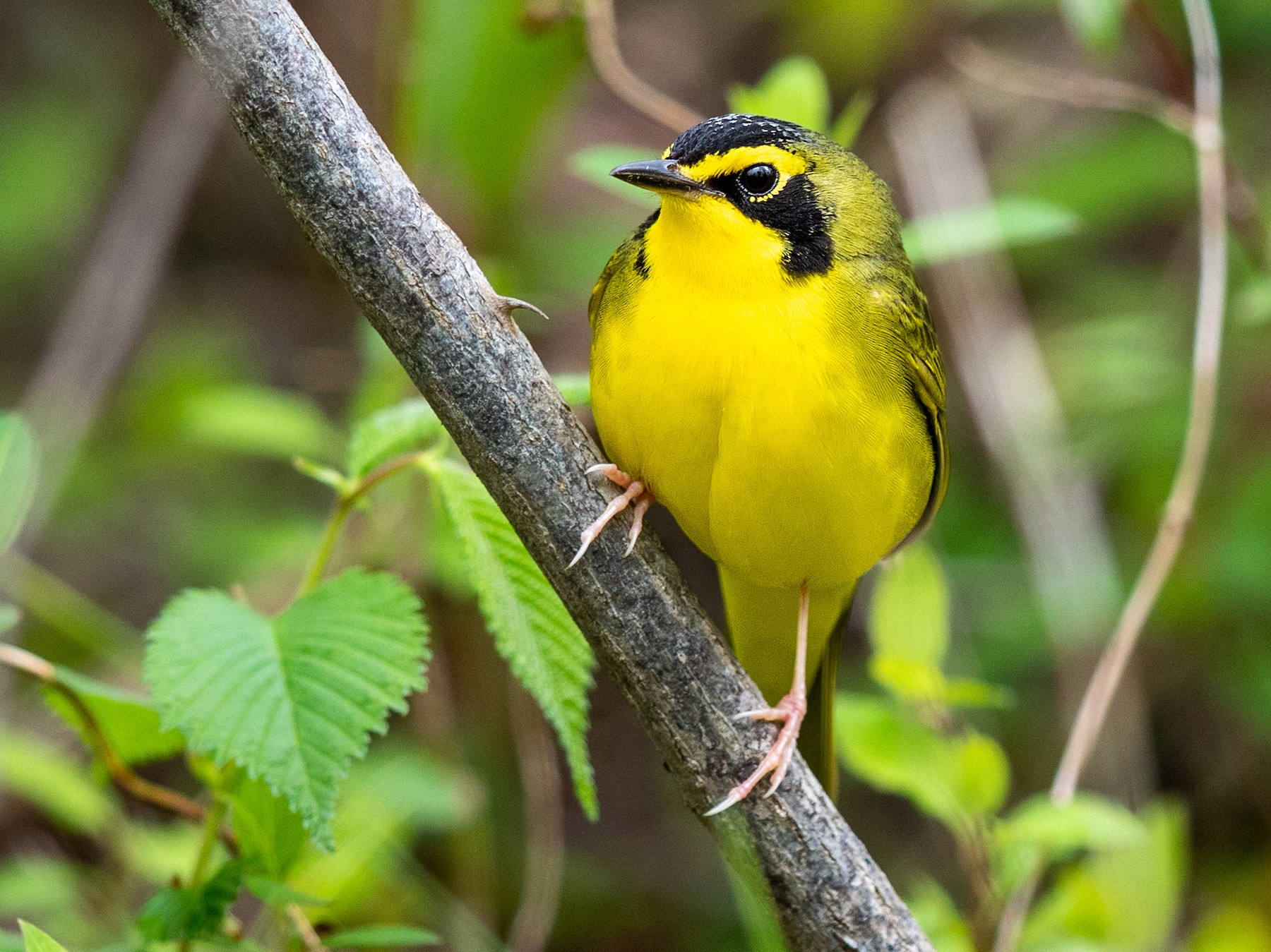 Kentucky Warbler - eBird