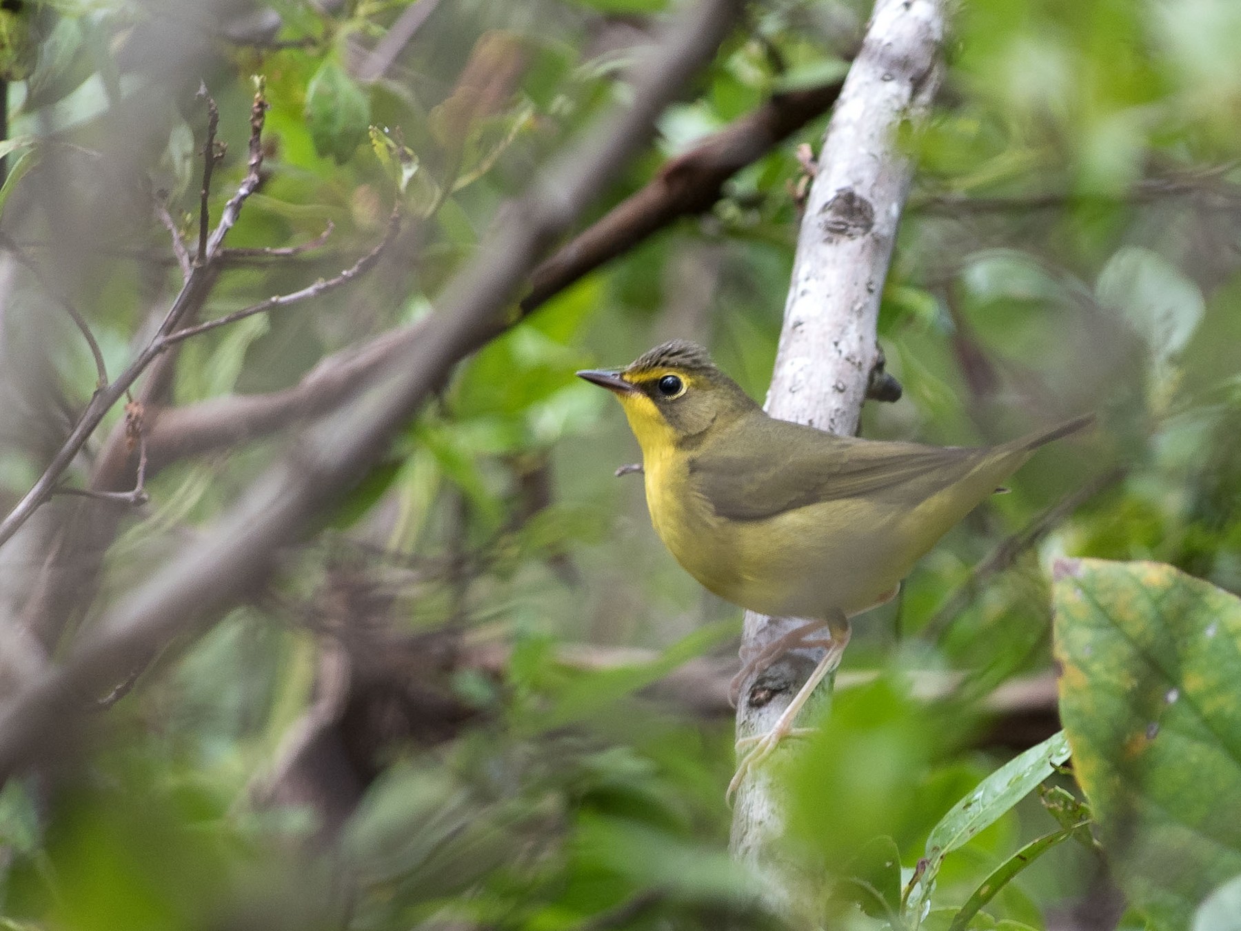 Kentucky Warbler - Denny Swaby