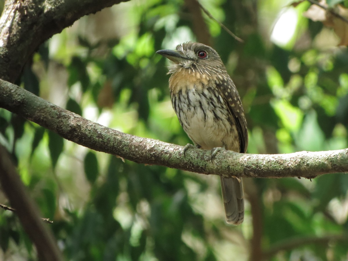 White-whiskered Puffbird - Stephen McCullers