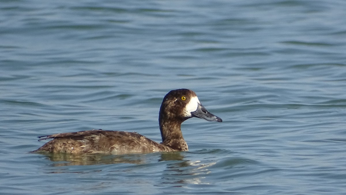 Greater Scaup - ML296845451