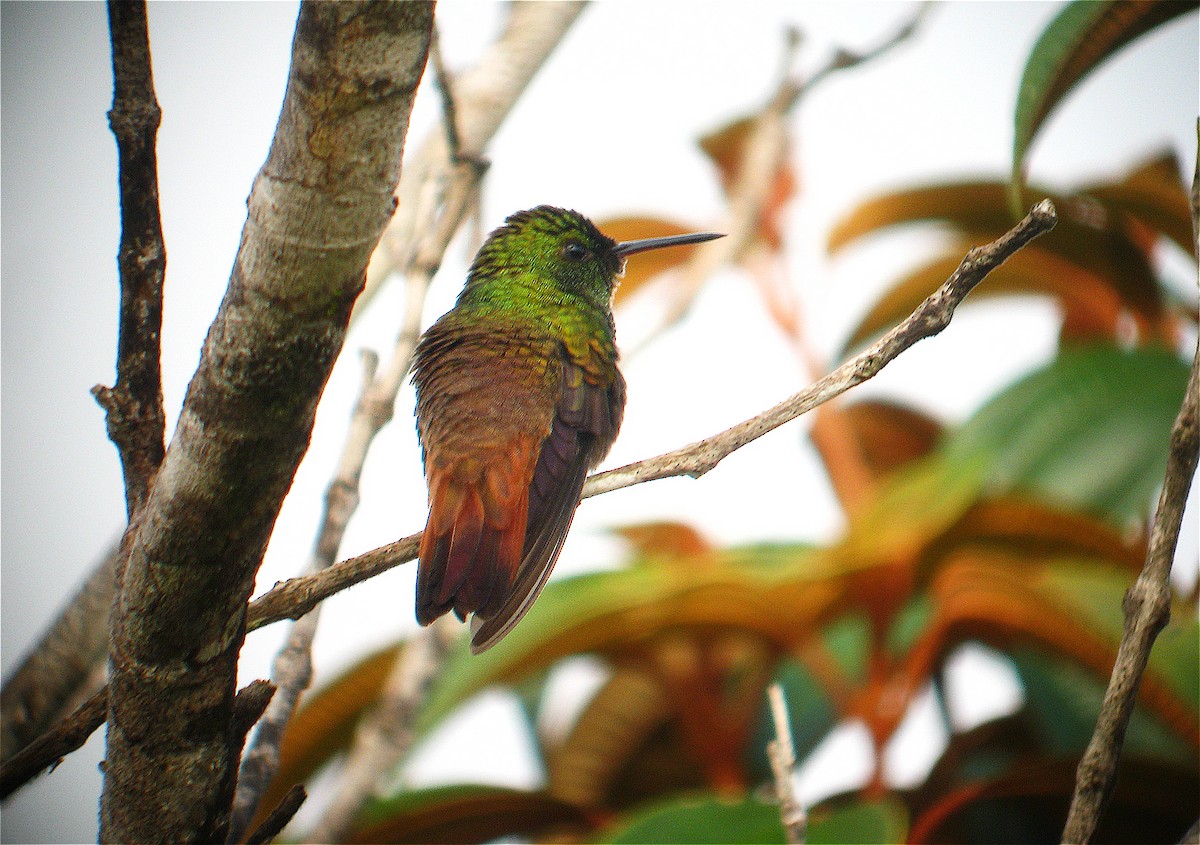 Copper-tailed Hummingbird - ML296847351
