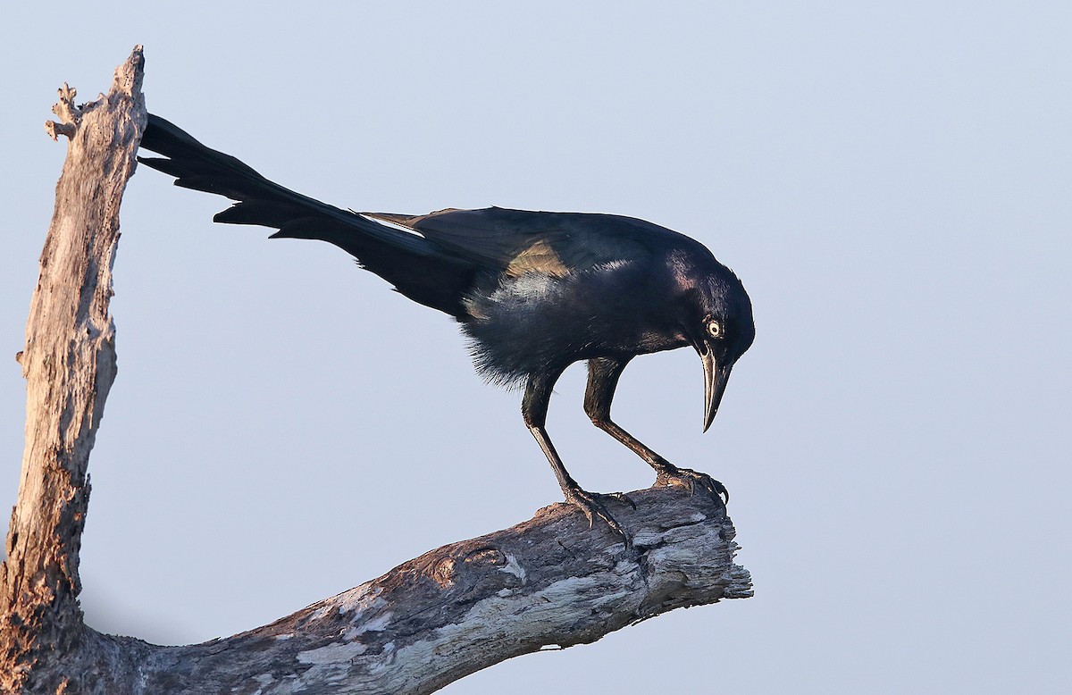 Great-tailed Grackle - ML296851711