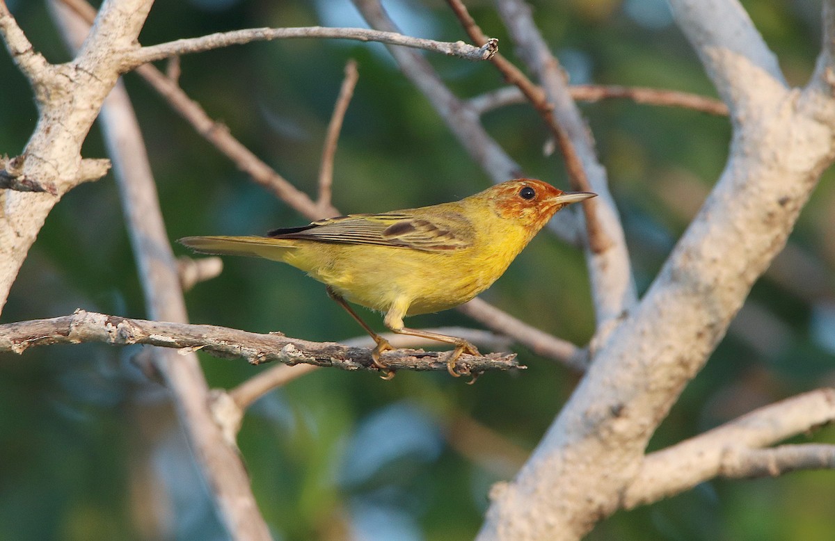 Yellow Warbler (Mangrove) - Tim Avery