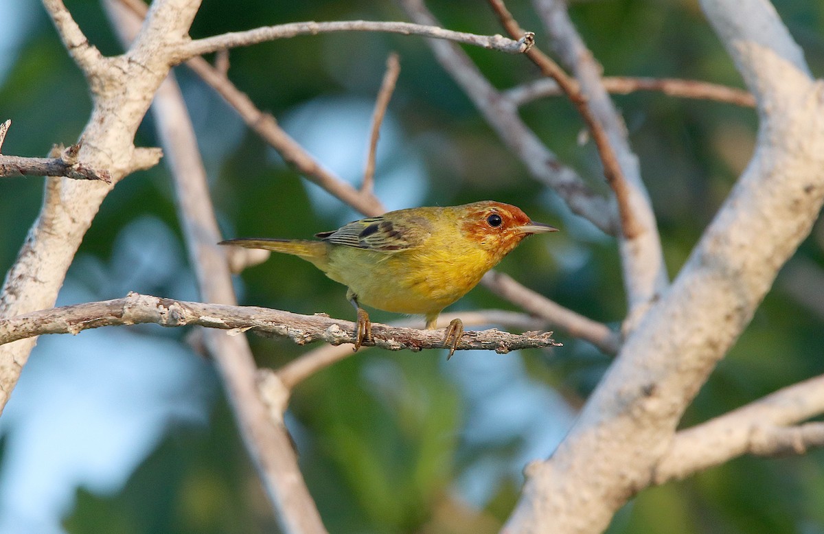 Yellow Warbler (Mangrove) - ML296851891