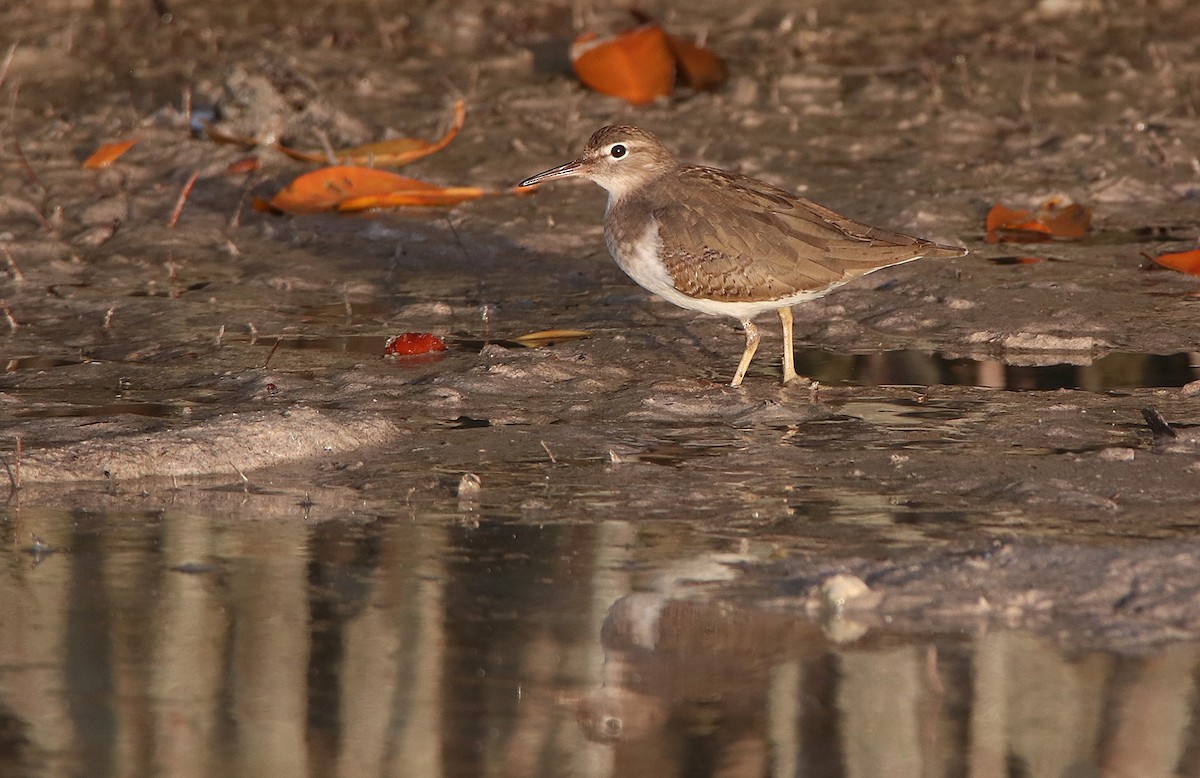Spotted Sandpiper - Tim Avery