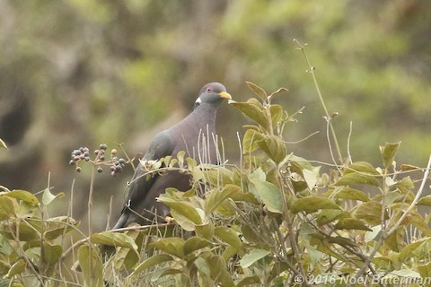 Band-tailed Pigeon - Jun Tsuchiya