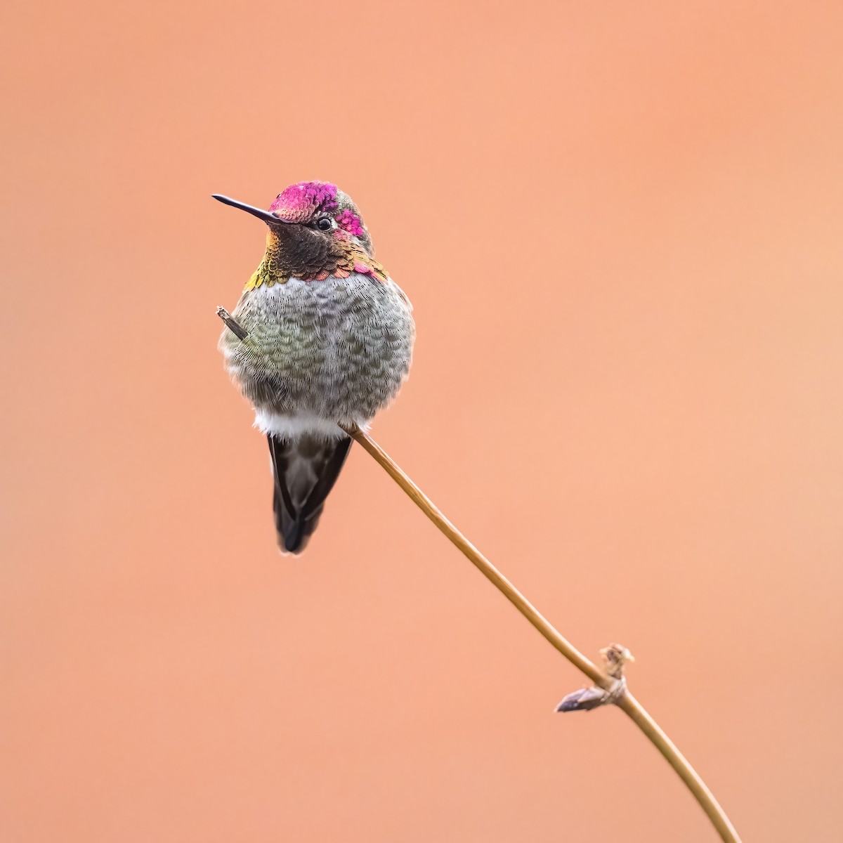 Anna's Hummingbird - ML296862601