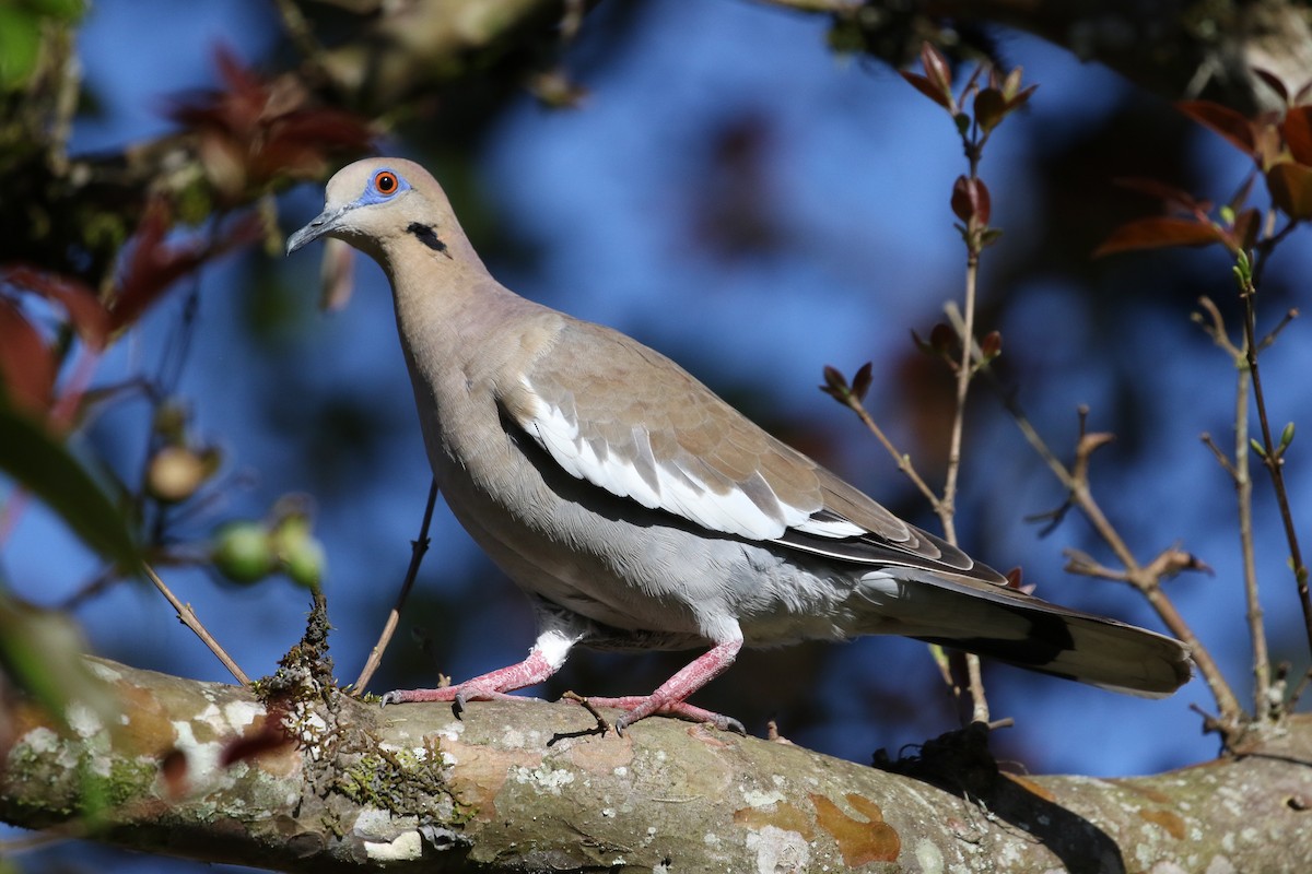 White-winged Dove - John and Milena Beer