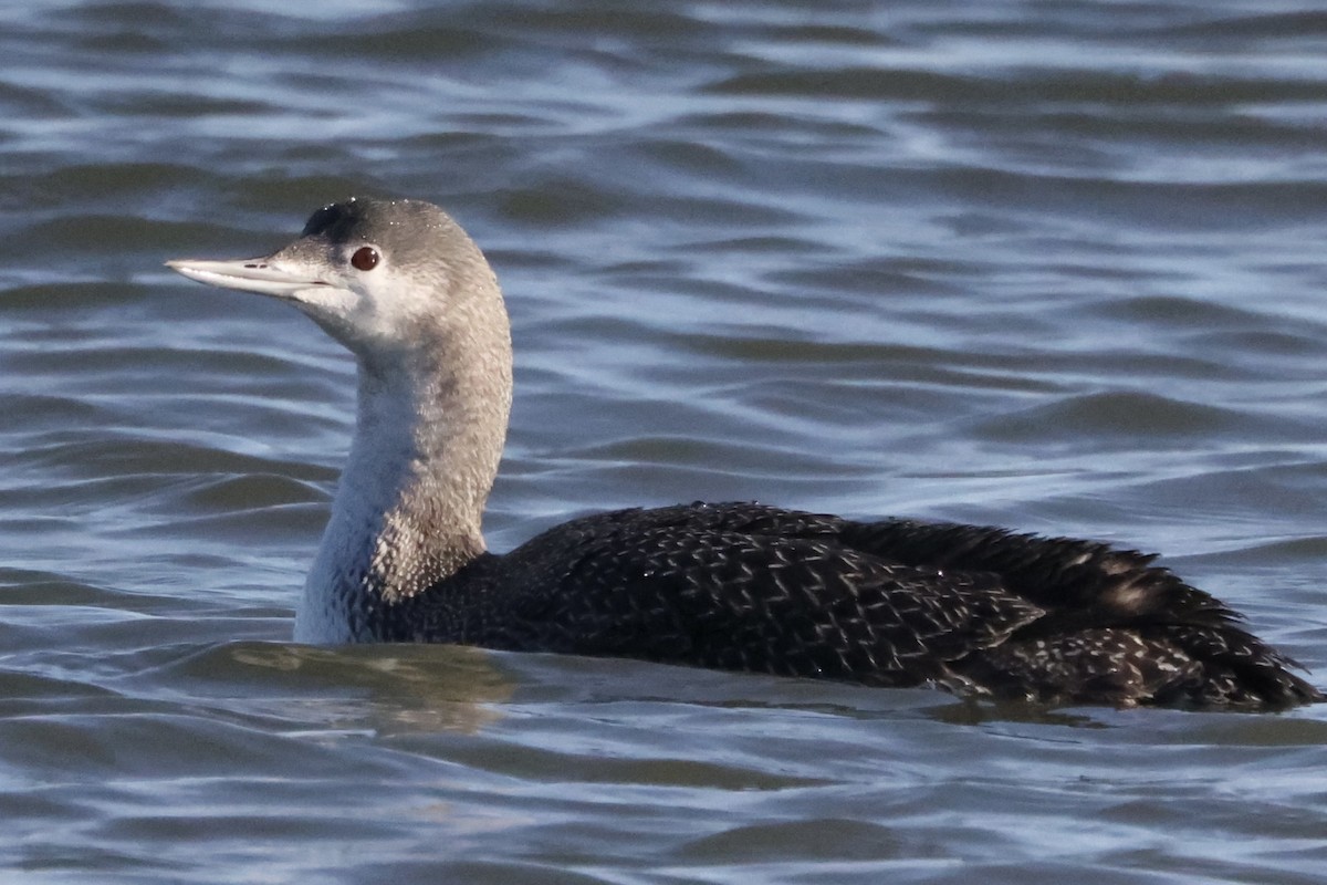 Red-throated Loon - ML296865291