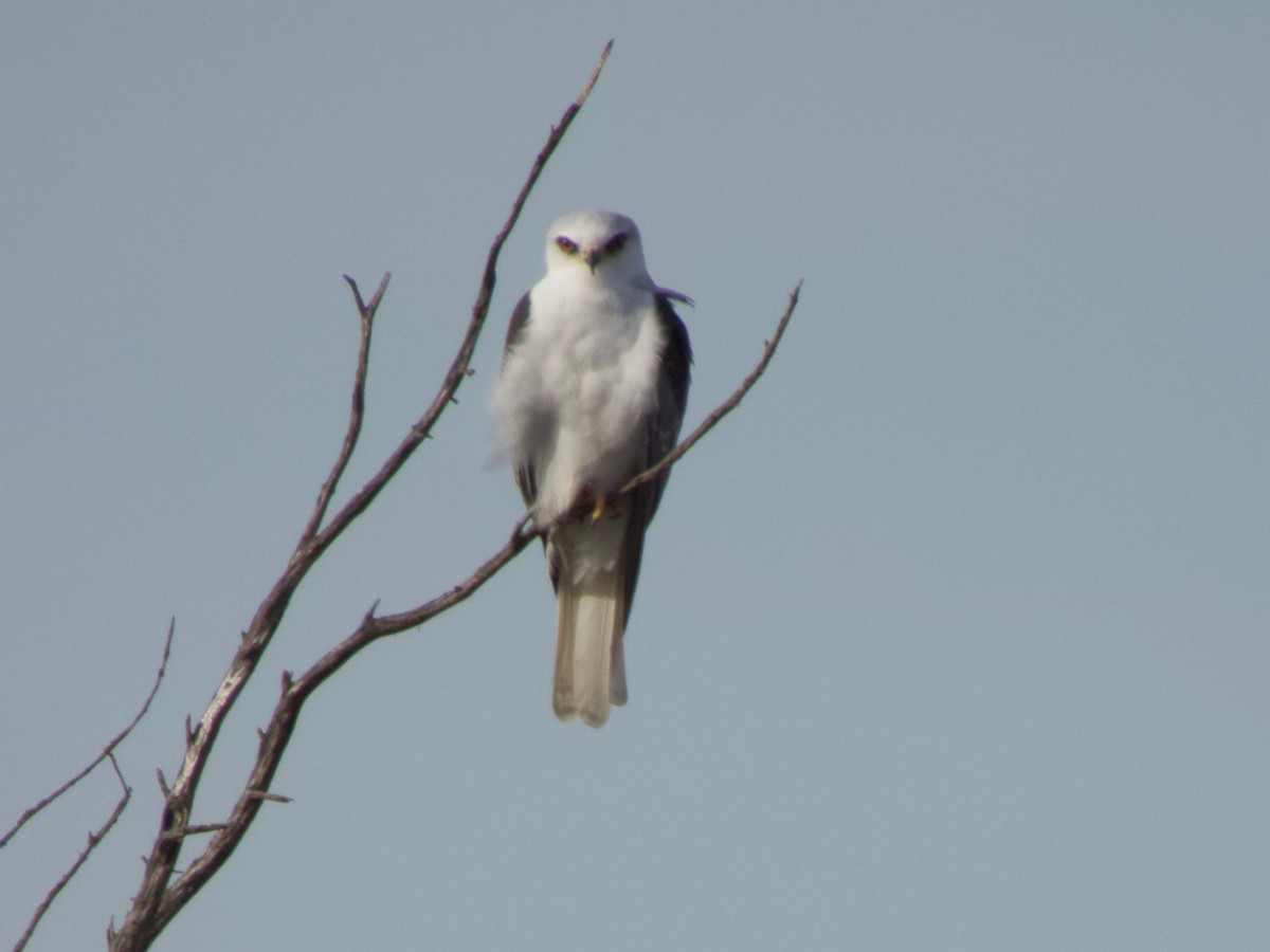 White-tailed Kite - ML296867511