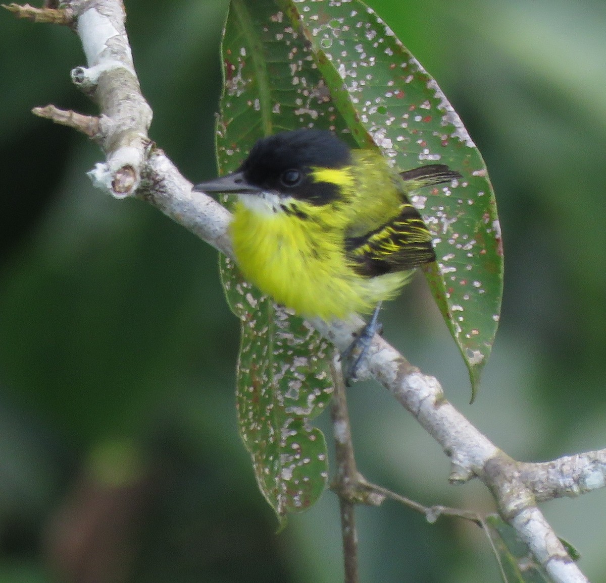 Yellow-browed Tody-Flycatcher - Sidnei Dantas