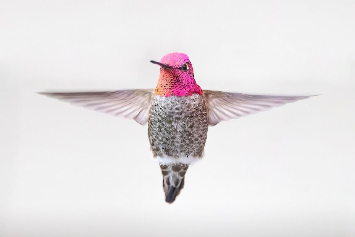 Anna's Hummingbird - Ryan Sanderson