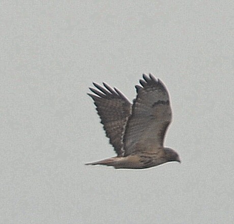 Red-tailed Hawk - Richard Haimes