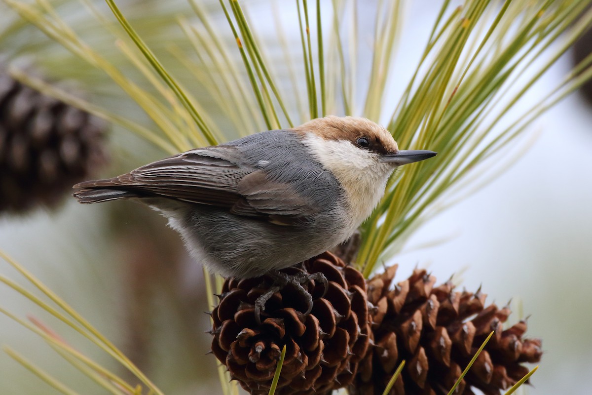 Brown-headed Nuthatch - ML296878851