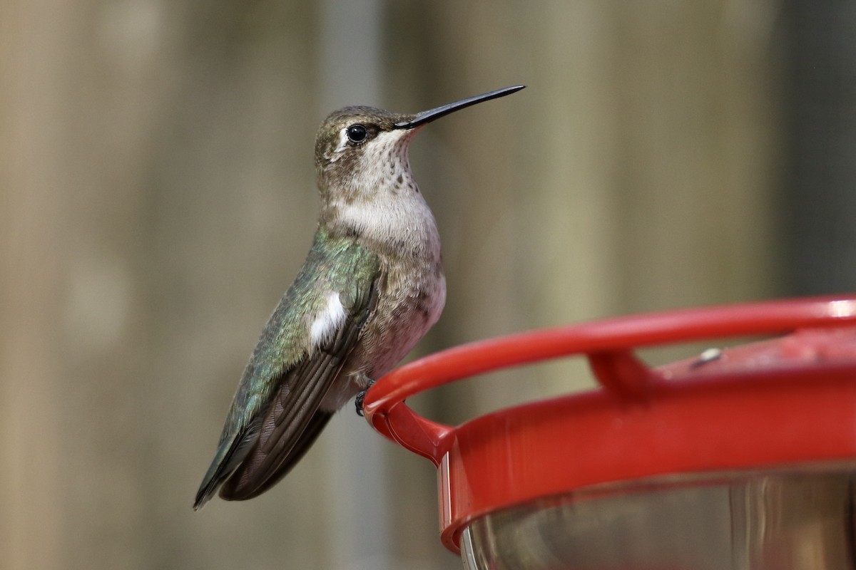 Black-chinned Hummingbird - John Garrett