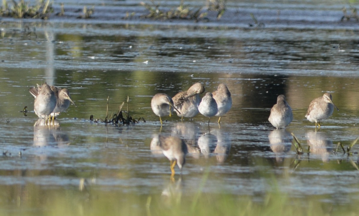 Long-billed Dowitcher - ML296882971