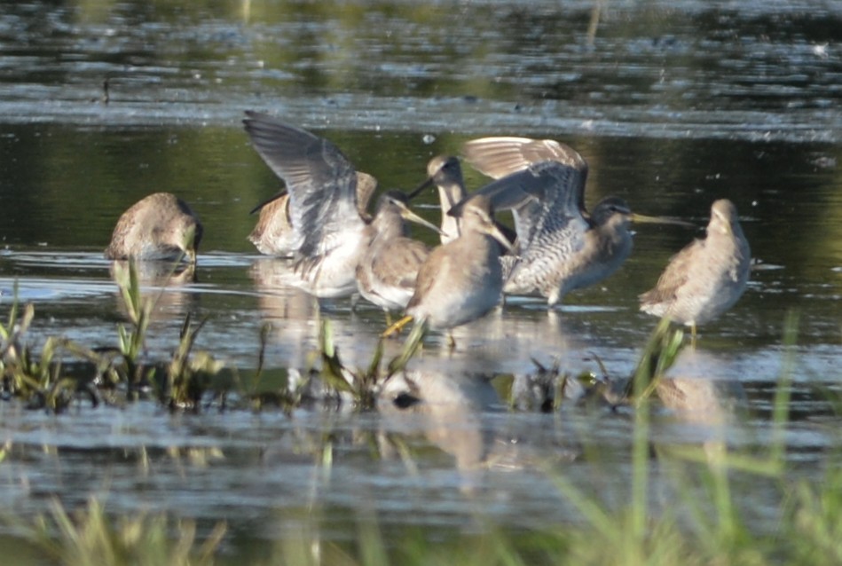 Long-billed Dowitcher - ML296882981
