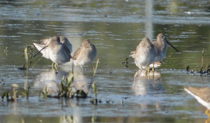Long-billed Dowitcher - ML296883001