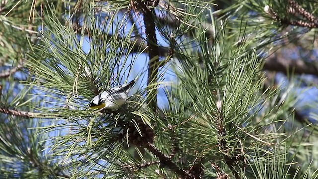 Yellow-throated Warbler - ML296894391