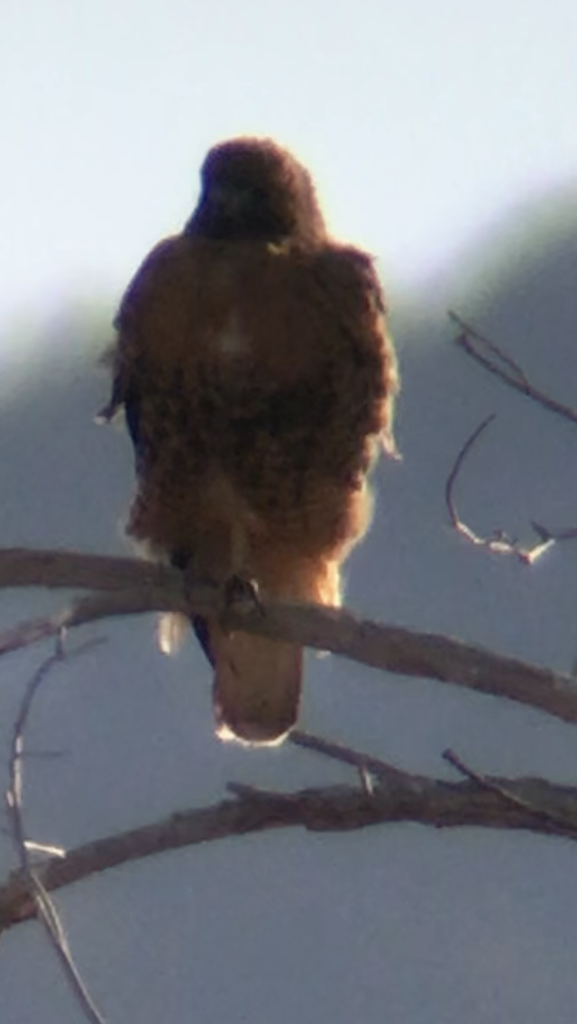 Red-tailed Hawk - ML296897361