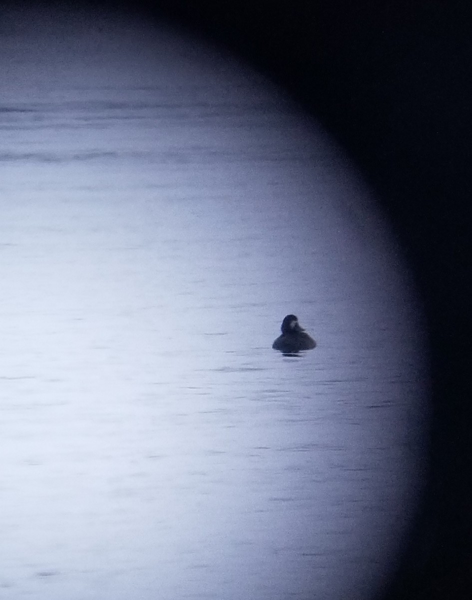 Greater Scaup - ML296898731