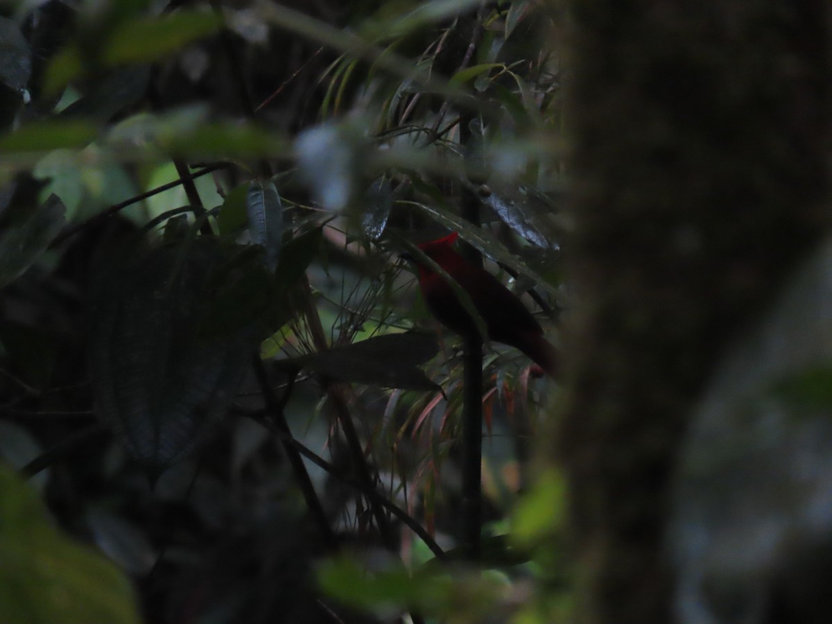 Crested Ant-Tanager - ML296904381