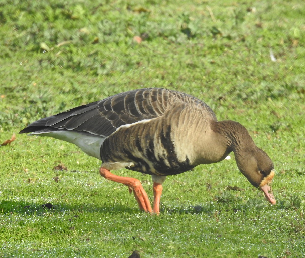 Greater White-fronted Goose - Malia DeFelice