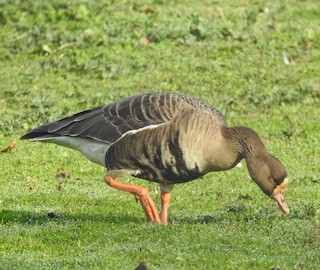 Greater White-fronted Goose, ML296904711