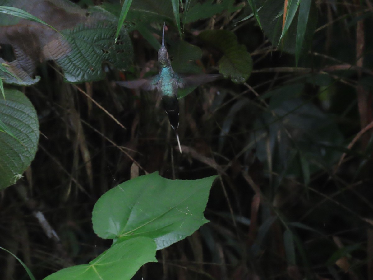 Зелёный колибри-отшельник - ML296904971