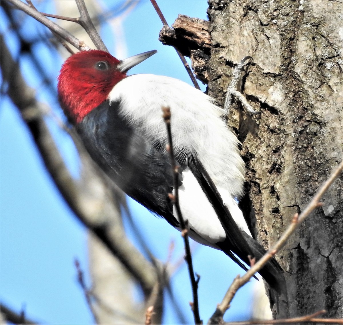 Red-headed Woodpecker - ML296905421