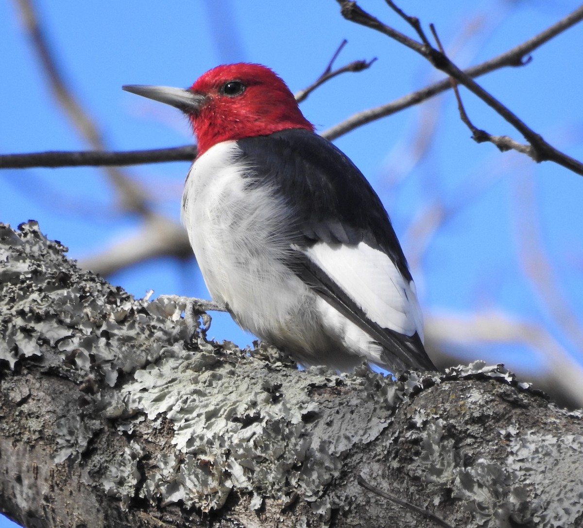 Red-headed Woodpecker - ML296905441
