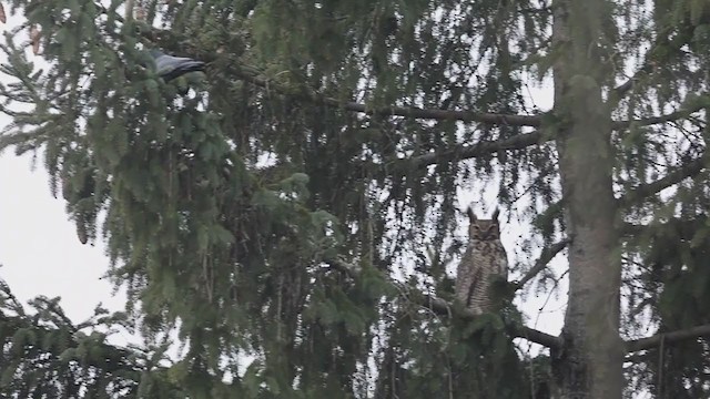 Great Horned Owl - ML296913151