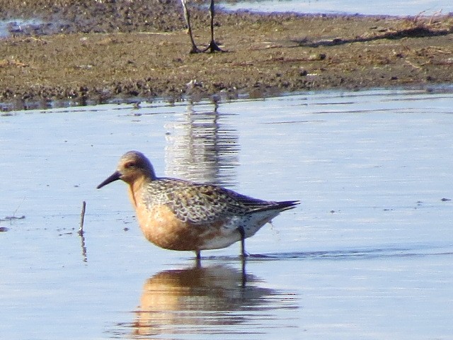 Red Knot - ML29692191