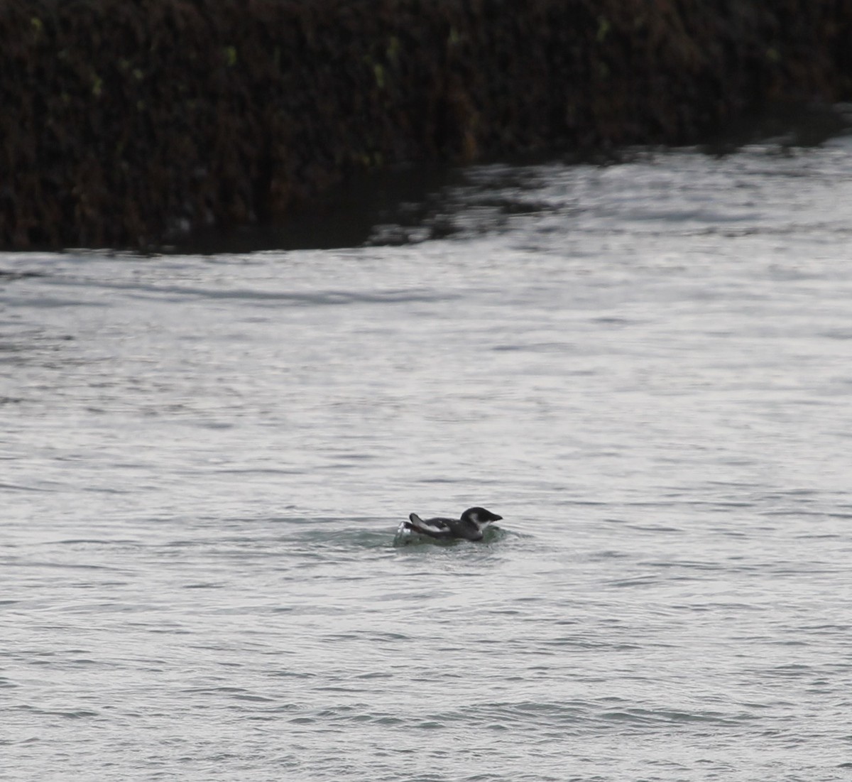 eBird Checklist - 11 Jan 2021 - Wrightsville Beach--Masonboro Inlet ...