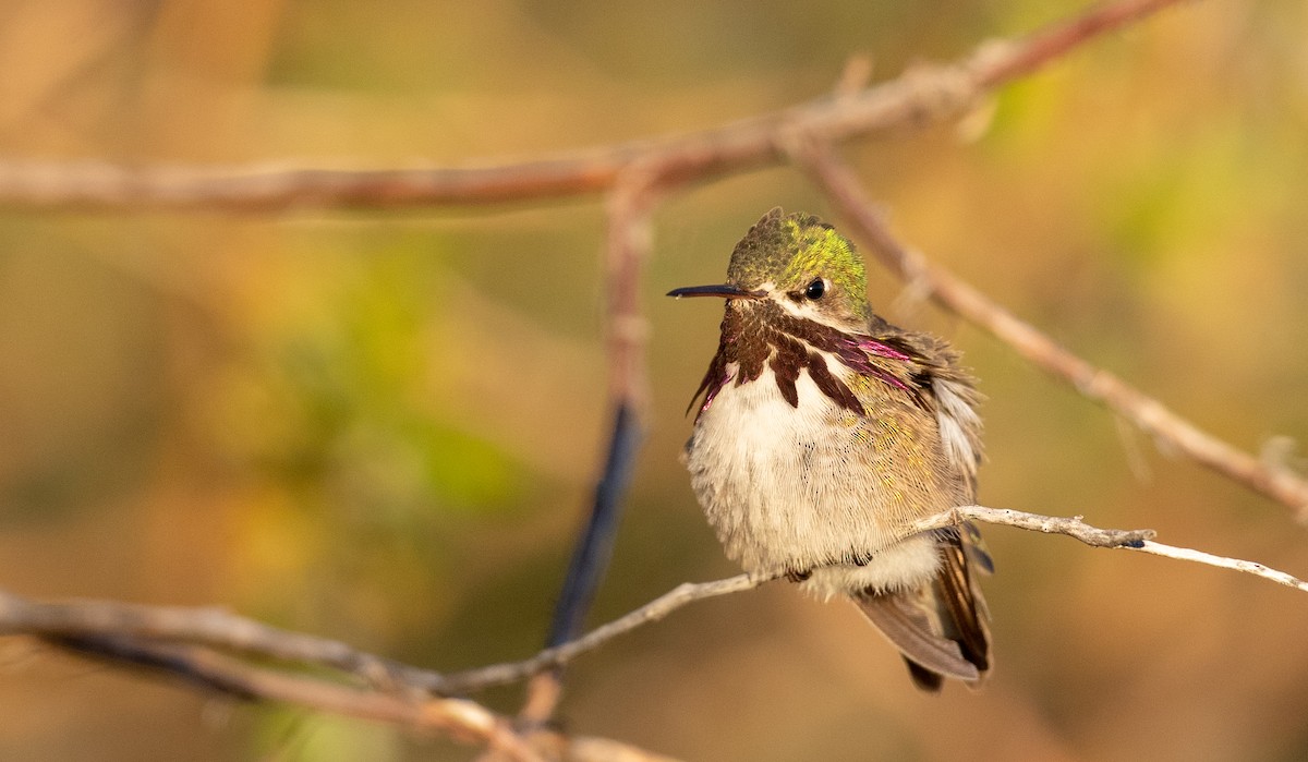 Calliope Hummingbird - Ian Davies