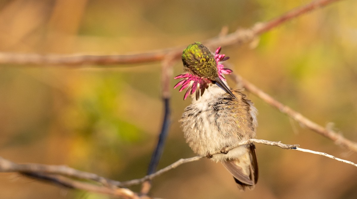 Calliope Hummingbird - ML296928061