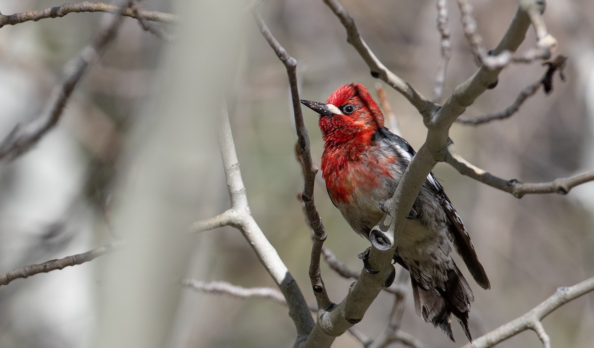 Red-breasted Sapsucker - ML296928181