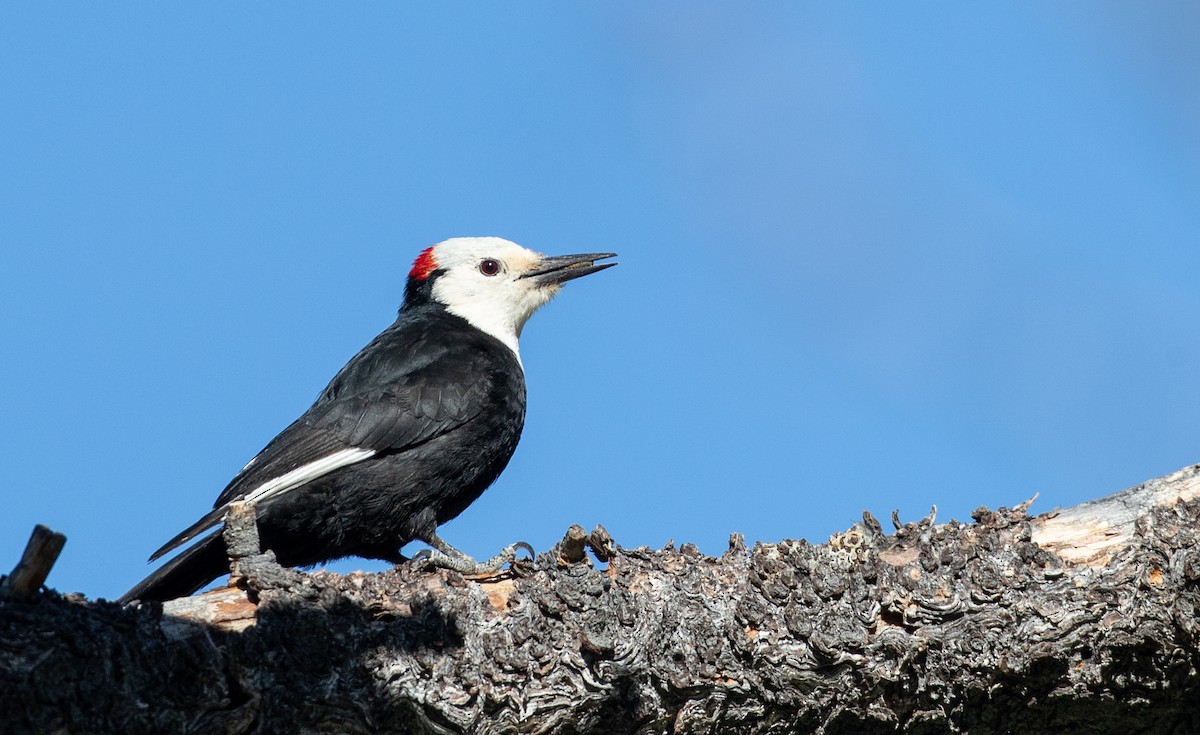 White-headed Woodpecker - ML296928441