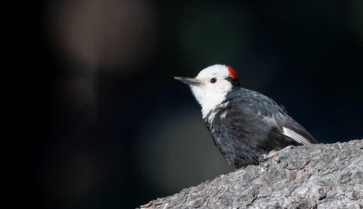 White-headed Woodpecker - ML296928471