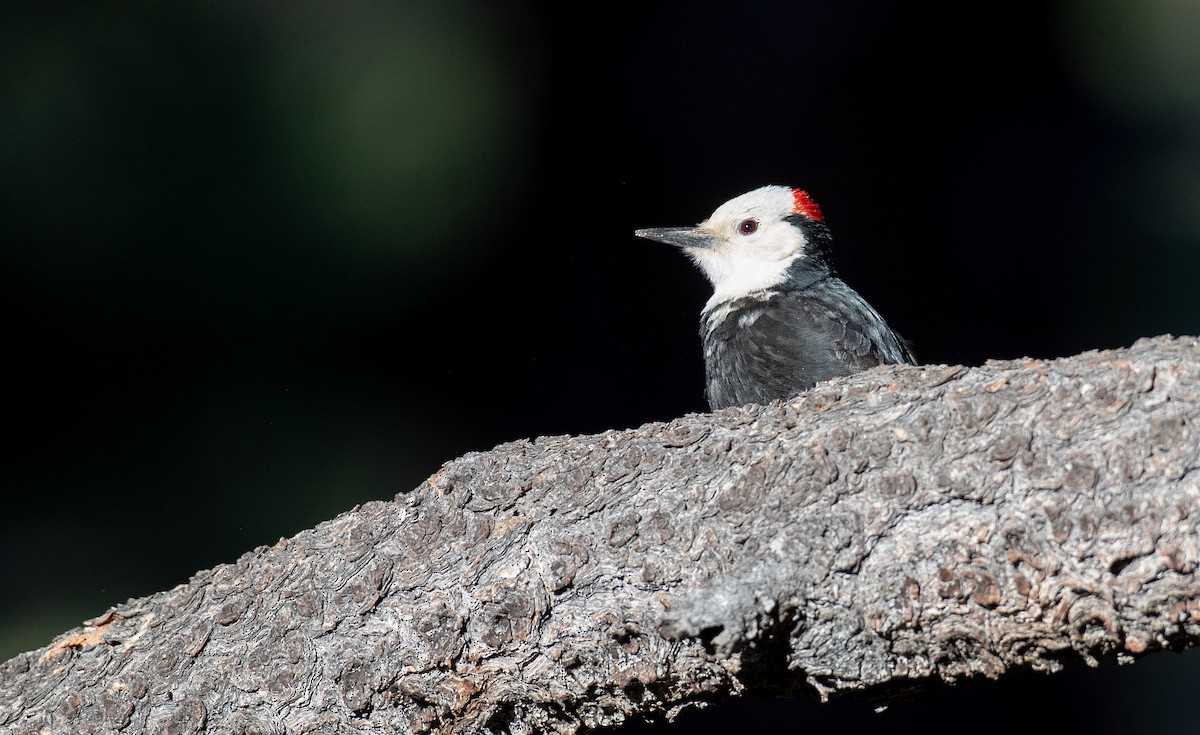 White-headed Woodpecker - ML296928491