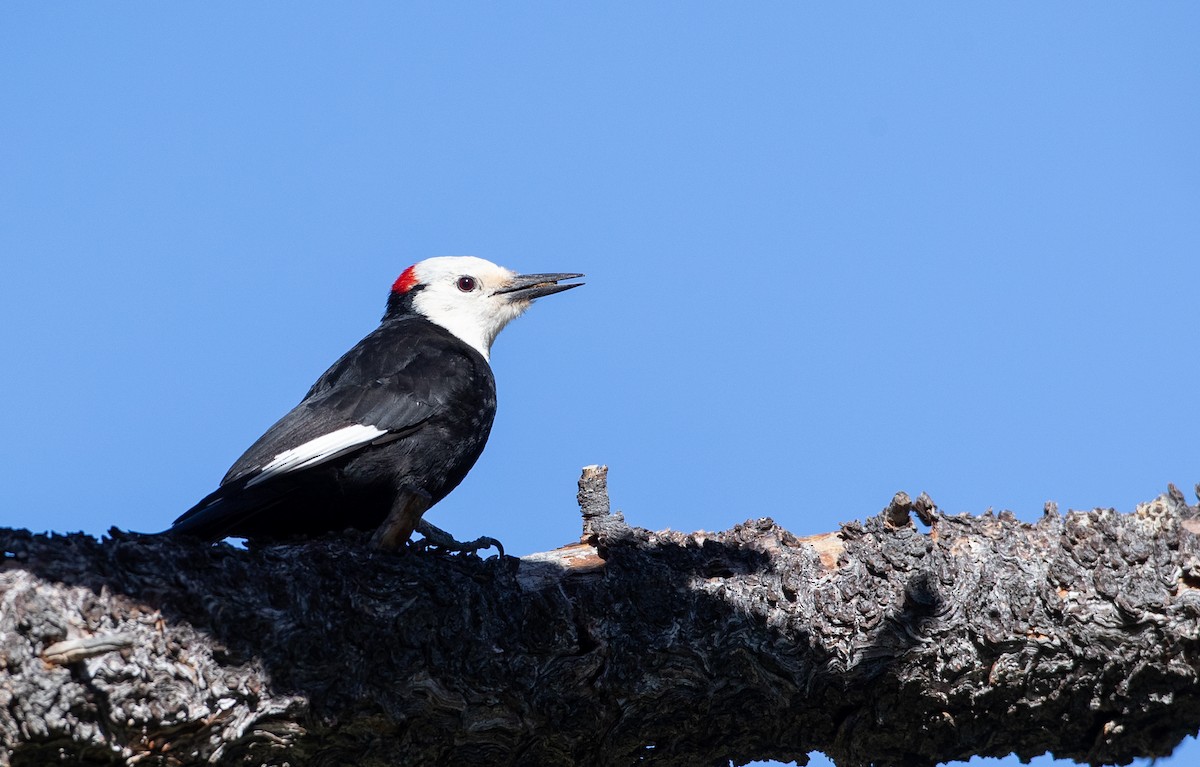 White-headed Woodpecker - ML296928511