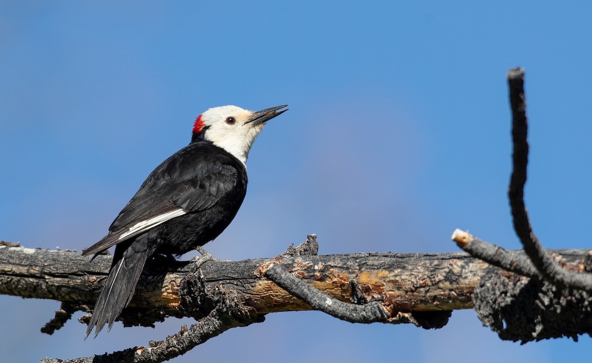 White-headed Woodpecker - Ian Davies