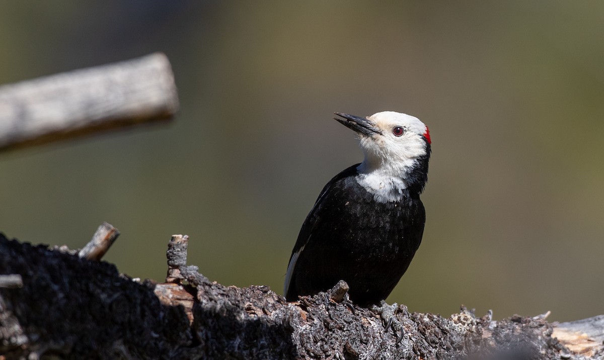 White-headed Woodpecker - ML296928561