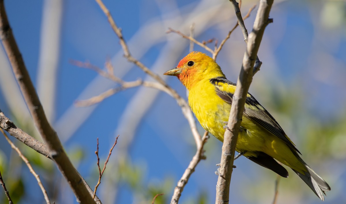 Western Tanager - ML296929361
