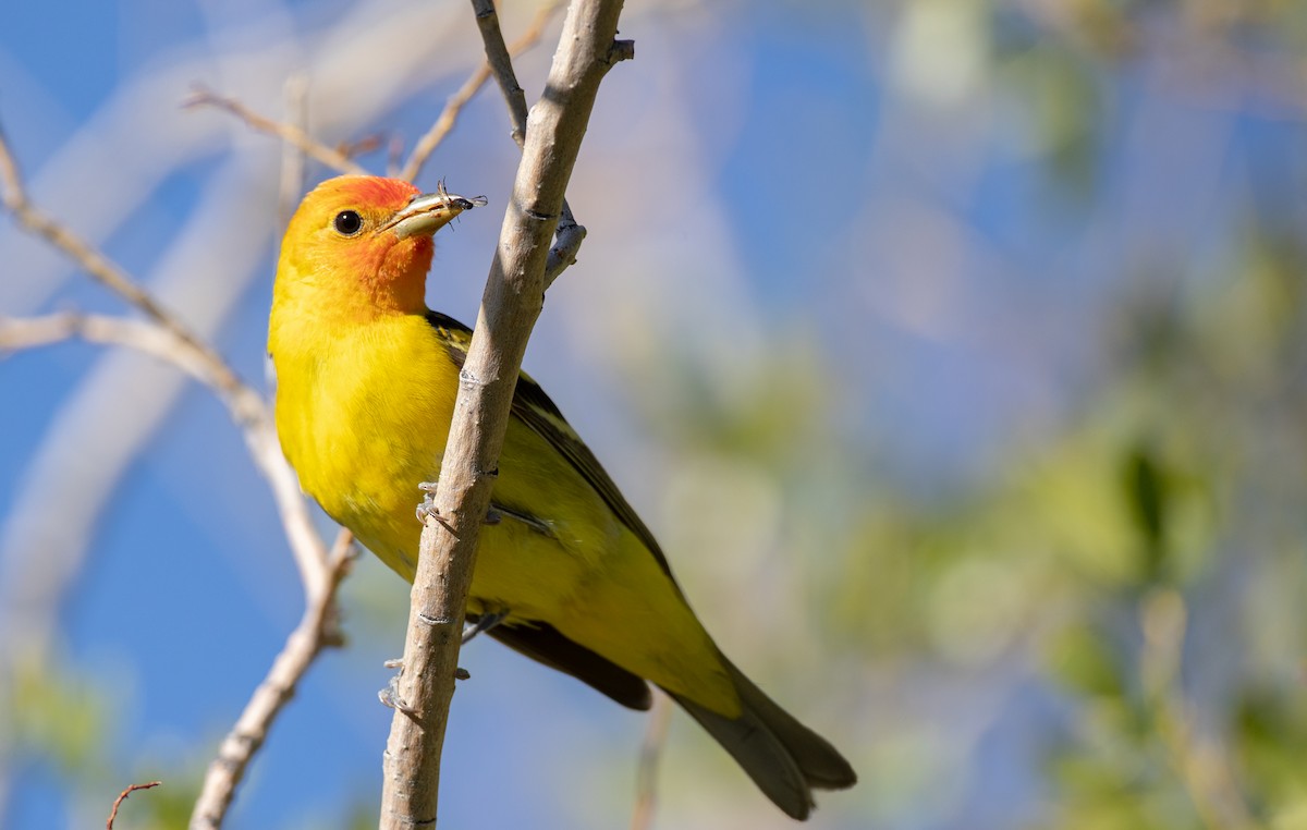 Western Tanager - ML296929371