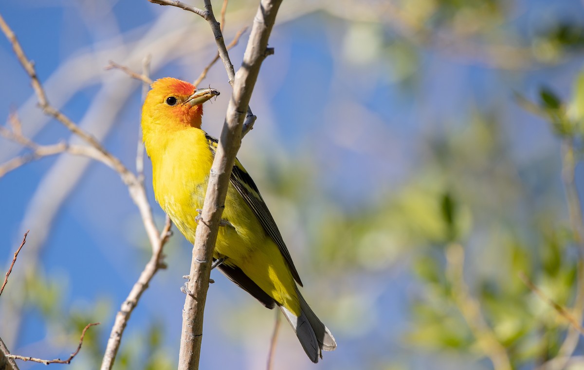 Western Tanager - ML296929381
