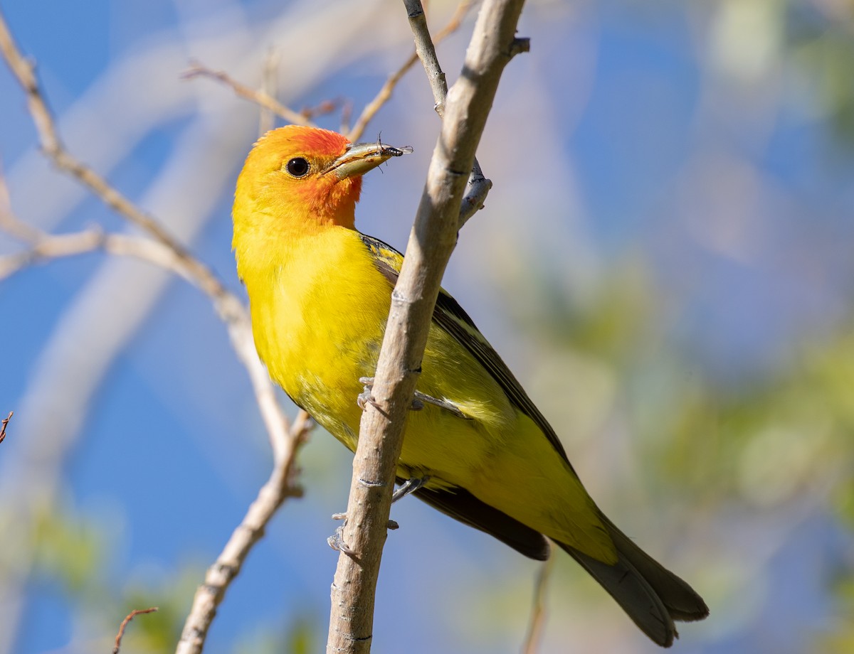 Western Tanager - ML296929391
