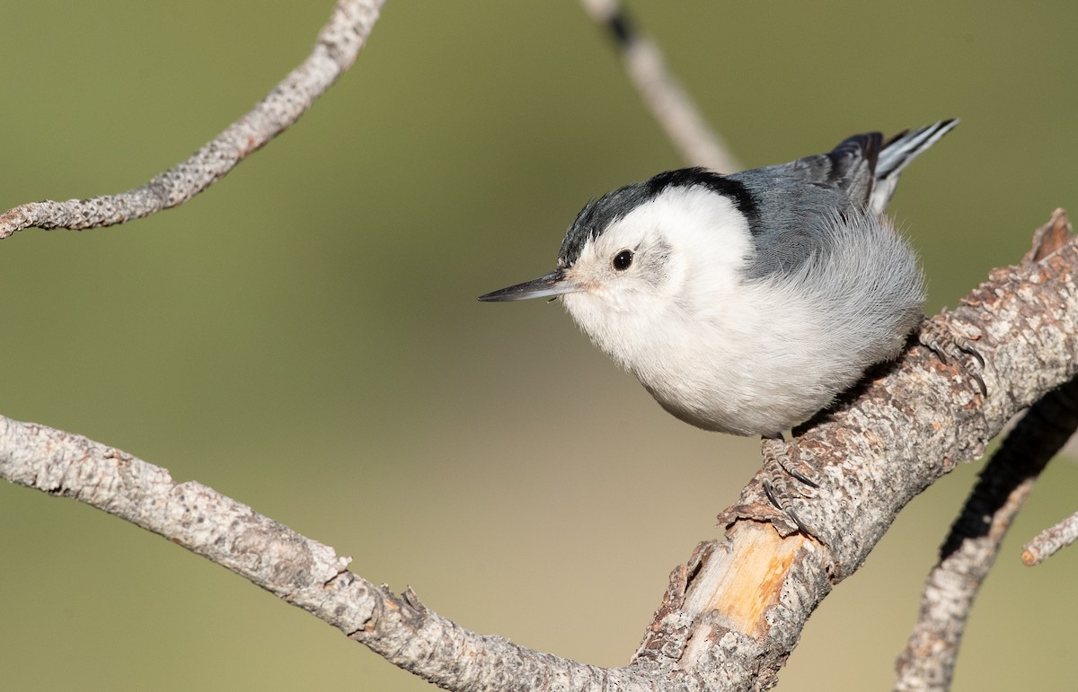 White-breasted Nuthatch (Interior West) - ML296930121